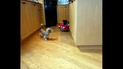Cette course-poursuite de chiens va vous faire fondre !