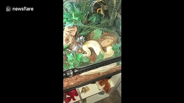 Python owner surprised when serpent farts 'louder than any human' they've heard before