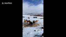 Camels in Saudi Arabia unfazed as desert is covered in snow