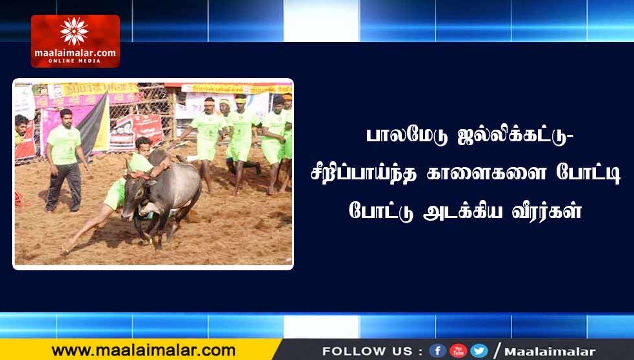 பாலமேடு ஜல்லிக்கட்டு- சீறிப்பாய்ந்த காளைகளை போட்டி போட்டு அடக்கிய வீரர்கள்