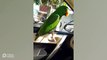 Parrot Rides In Car With Customised Window Perch
