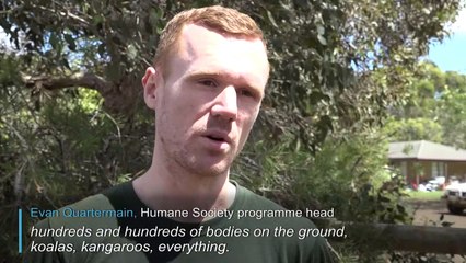 The race to save animals on Australia's fire-ravaged wildlife haven