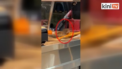 Tikus jamu selera sambil dirakam pelanggan
