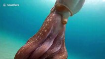 Octopus inks after coming face-to-face with diver off Menorca's coast