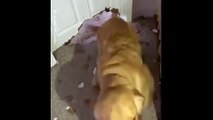 Un chien créé sa propre porte (pour le plus bonheur de ses maitres) !