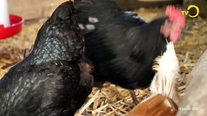 Sujet: des Poules à Onex