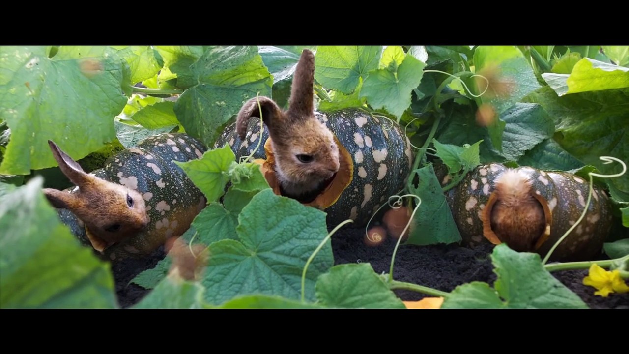 Peter Hase 2 Film trailer