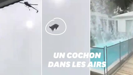 Un cochon jeté d’un hélicoptère atterrit dans une piscine en Uruguay