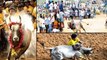 Jallikattu : 32 Injured In Bull-Taming Sport Jallikattu In Tamil Nadu's Madurai