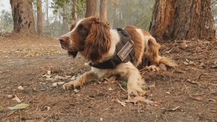 Una perra ayuda a rescatar koalas entre los enormes incendios de Australia