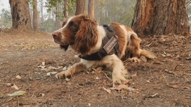 Una perra ayuda a rescatar koalas entre los enormes incendios de Australia