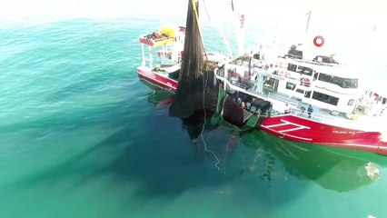 Yerli hamsi uzun bir aradan sonra tezgahlarda