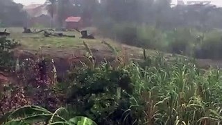 Raio atinge árvore no Bairro Mourão, em Itapipoca