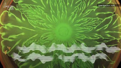 Watch Bacteria Create a Stunning Microscopic Flower Pattern