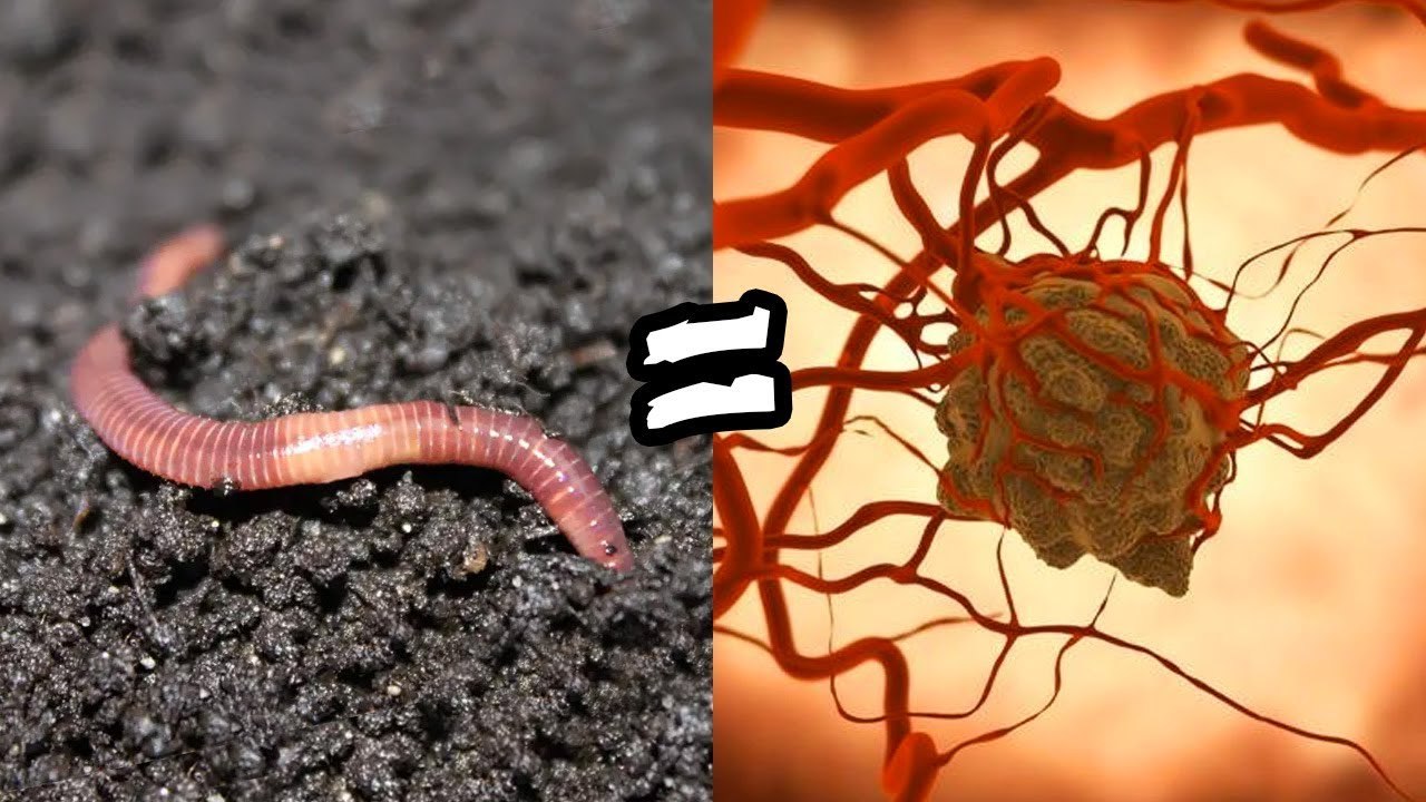 DŻDŻOWNICE lekiem na RAKA?