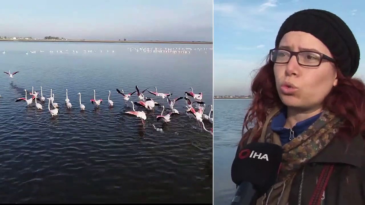 Kış Mevsimi Ilıman Geçince Flamingolar Göç Etmedi