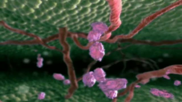 Joan Massagué descubre el verdadero origen de la metástasis