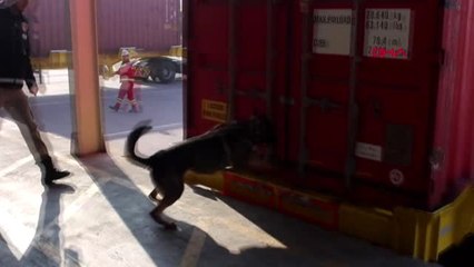 Kocaeli'de 624 bin 800 paket kaçak sigara ele geçirildi