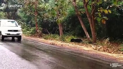 Patient sloth bear waits for vehicles to pass before crossing road in India