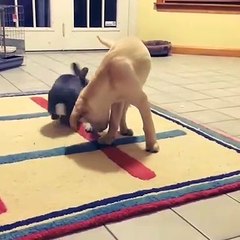 Funny and Cute Baby Bunny Rabbit Videos - Baby Animal Video Compilation (2020)