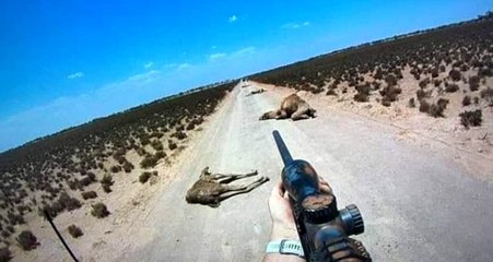 Avustralya'da 5 bin yabani deve, 'kuraklık nedeniyle' öldürüldü