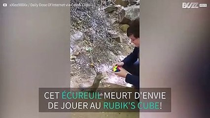 Un écureuil veut s'essayer au Rubik's Cube
