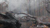 Rain douses wildfire-ravaged forest
