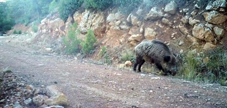 Yaban hayatı 1 yıl boyunca kayıt altına alındı