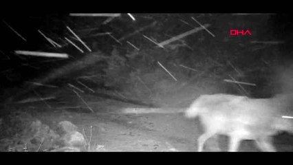 Burdur yaban hayvanları fotokapanda