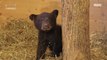 [HOT] rescue a bear, 창사특집 다큐멘터리 휴머니멀 20200116