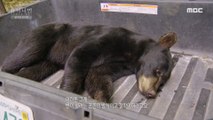 [HOT] check the health of a bear, 창사특집 다큐멘터리 휴머니멀 20200116