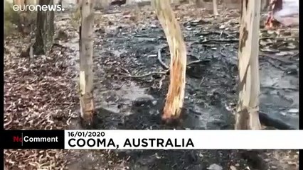 Rain relieves wildfire-ravaged Australia
