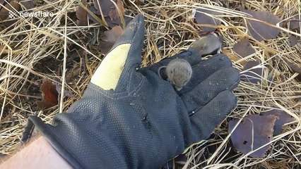 Swedish man uncovers two adorable sleeping voles that refuse to let go of his hand