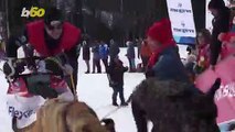 La Grande Odyssée Dog Sled Race Kicks Off in the French Alps