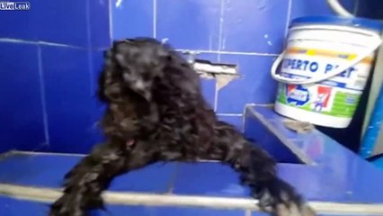 Abandonné, ce chien a les yeux collés à la glue !