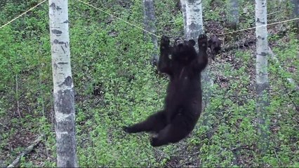 Cet ours se suspend à une corde pour récupérer sa nourriture !