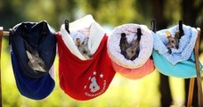 Ces couturières françaises confectionnent des poches en tissu pour sauver les bébés kangourous d'Australie