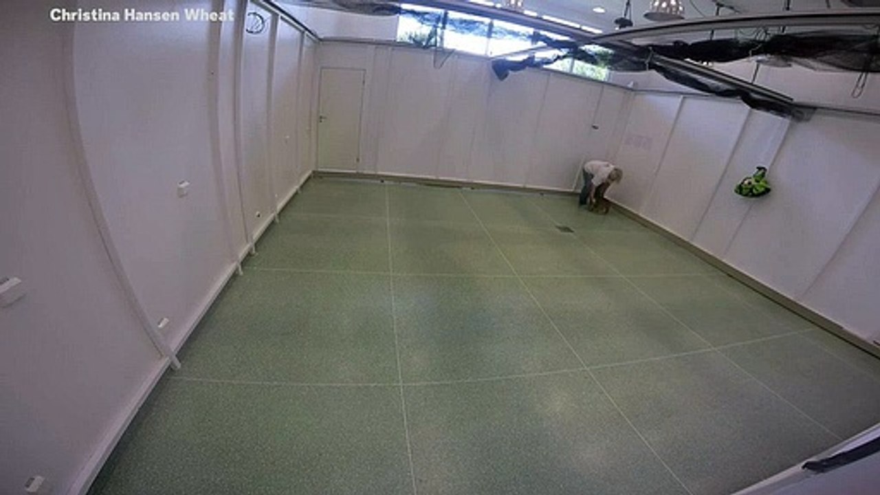 Wolf Puppy Fetches Ball During Science Experiment