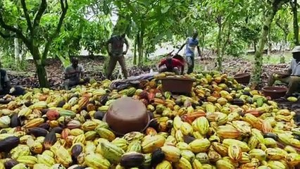 NCI REPORTAGES  CACAO ÉQUITABLE du jeudi 09 Janvier 2020