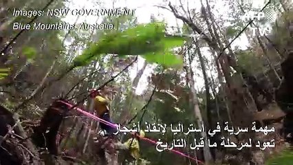 مهمة سرية في أستراليا لإنقاذ أشجار تعود لمرحلة ما قبل التاريخ