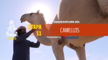 Dakar 2020 - Etapa 11 - Camellos