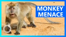 Villagers in India flee after being terrorized by army of monkeys
