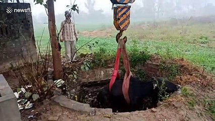 Sympathetic Indian farmer pays to rush rescue cow fallen down well