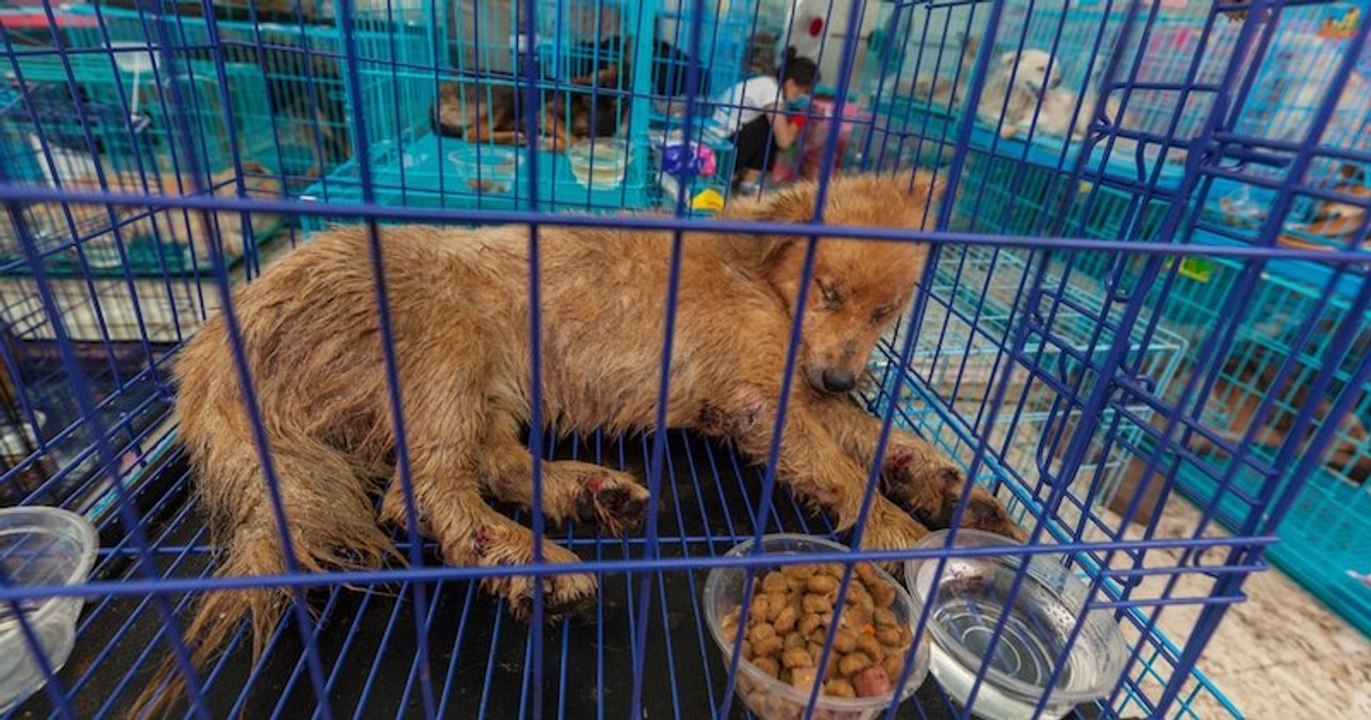 Cette association française exfiltre et sauve des chiens et des chats destinés à être mangés