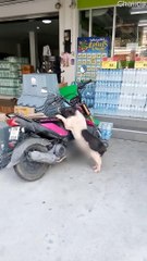 Couple of Hogs Coupling