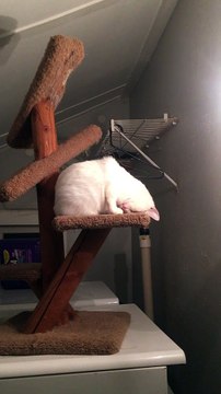 Purrfect Napping Position