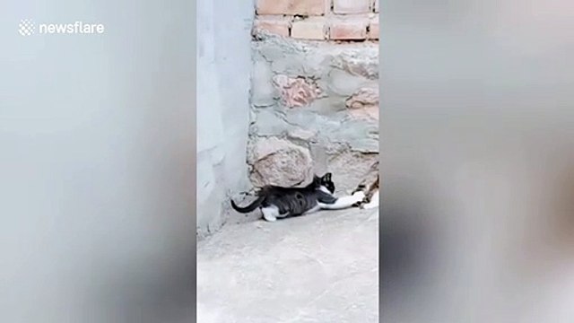 Cat stops another feline from stealing the mouse it caught