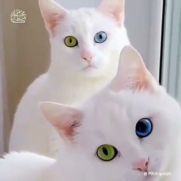 ALLAH Ki Shaan Dekho الله کی شان دیکھو سبحان الله ماشاء الله