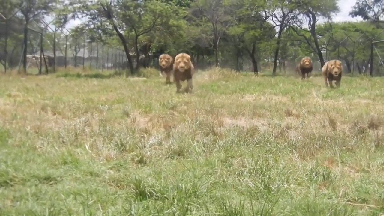 Ces lions arrivent toujours à l'heure pour le r...