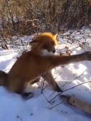 Il sauve un renard qui a la patte coincée dans un piège